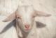 Британска фарма заработила 50.000 фунти нудејќи повици со кози