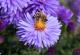 Минесота дава пари за секој што ќе го претвори својот тревник во живеалиште за пчелите