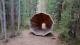 За што служат џиновските мегафони скриени во шума во Естонија?