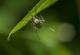 Руски и американски научници „ги одвикнуваат“ комарците од пиење крв