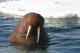 Моржот што од Арктичкиот Круг стигна до Ирска сега е во Велс