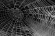 Научници објавија музика направена од пајаци