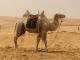 Светот доби и семафор за камили