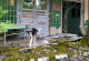 Чуварите што се грижат за напуштените кучиња во забранетата зона во Чернобил