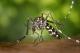 Компанија пуштила 150.000 генетички модифицирани комарци во природата