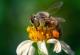 Холандски научници тренираат пчели за да го „намирисаат“ коронавирусот