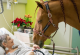 Коњот Доктор Пејо им нуди утеха на пациентите болни од рак во Франција