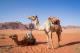 Како камилите издржуваат со недели без вода во пустината?
