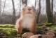 Неодоливи фотографии од љубопитните црвени верверички