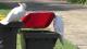 Папагали во Австралија меѓусебно се подучуваат како да ограбуваат канти за отпад