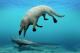Откриени остатоци од кит со нозе - можел и да оди и да плива