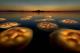 Фотографија од светлечки медузи е победник на Европскиот натпревар за фотографија од див свет