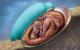 Случајно пронајден сочуван ембрион на диносаурус во Кина