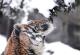 Фотограф го фатил совршениот момент кога куп снег паѓа врз главата на еден тигар