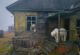 Фотограф пронашол поларни мечки што окупирале напуштени згради на остров меѓу Русија и Алјаска