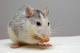 Научник научил стаорец како да игра видеоигра