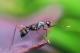 Мравките може да го помирисаат ракот кај луѓето