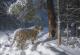 Ретка снимка на сибирскиот тигар во неговата природна средина