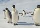 Научници испратиле мал робот да живее со царските пингвини на Антарктикот со цел да ги спасат