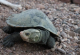 По 25 години, во Австралија пронајдена желка што дише низ задникот
