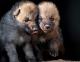Во Скопската ЗОО се родија три бебиња од загрозениот вид бели волци