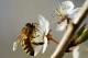 Во Германија може да добиете казна до 10.000 евра ако убиете пчела