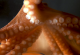Краток документарец за октоподите ќе го промени начинот на кој размислуваме за нив