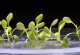 Вештачката фотосинтеза на растенијата им овозможува ефикасно да растат во целосна темница