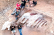 Откриени остатоци од огромен диносаурус во двор во Португалија