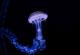 Идентификувани бесмртни гени кај медузите кои можат да ја објаснат нивната долговечност