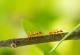 Научници го пресметаа вкупниот број мравки на Земјата