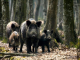 Граѓаните да внимаваат при пешачење на Водно – се појавиле диви свињи над Пржино