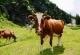 Нов Зеланд сака да ги оданочи фармерите поради гасовите што ги испуштаат нивните крави