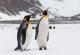 Царските пингвини се ставени на листата со загрозени видови