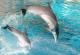 Научници сфатија зошто делфините заглавуваат во плитките води