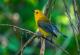 Звукот на птиците позитивно влијае врз менталното здравје на човекот