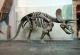 Научниците откриле дека и диносаурусите имале рак