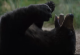 Вистинската приказна за филмскиот хит „Кокаинска мечка“ е поневеројатна од самиот филм