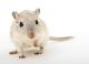 Научници создадоа здрави глувци од двајца татковци