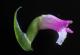 Во Јапонија откриен нов вид орхидеја чии цветови изгледаат како да се направени од стакло