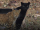 Видео покажува дружба помеѓу црн пантер и леопард