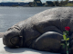 Евтанизираниот морж Фреја доби скулптура во Норвешка