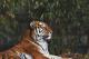 Тигрите имаат карактерни особини кои им помагаат да преживеат