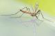 Ве напаѓаат комарци? Научниците имаат нов предлог како да се заштитите