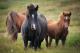 Дивите коњи ќе придонесат за спречување пожари во Шпанија