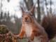Шармантни портрети од верверичка ја прикажуваат будалестата страна на овие слатки животни