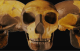 Пронајден череп кој не припаѓа на ниеден вид човек