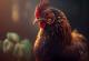 Истражувачи тврдат дека можат да преведат што велат кокошките