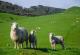 Изумирање на овчарството во Шпанија - никој не сака да чува овци за 2.000 евра