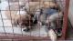 Јужна Кореја ја забрани продажбата на кучешко месо